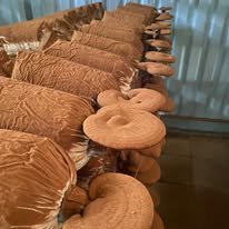 NÔNG TRẠI THIÊN ĐƯỜNG