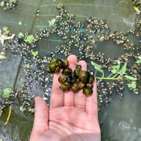 NÔNG TRẠI THIÊN ĐƯỜNG