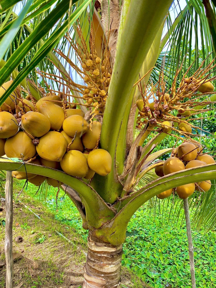 NÔNG TRẠI GIA VY FARM