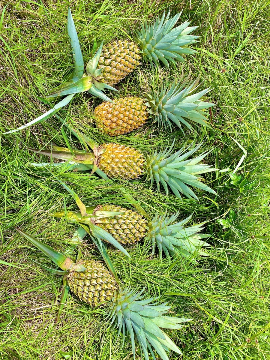 NÔNG TRẠI GIA VY FARM