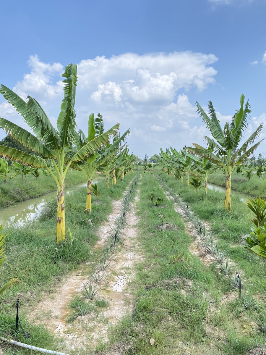 NÔNG TRẠI GIA VY FARM