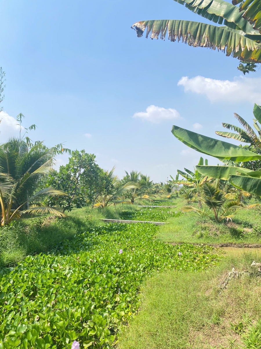 NÔNG TRẠI GIA VY FARM