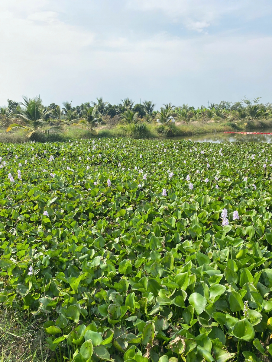 NÔNG TRẠI GIA VY FARM