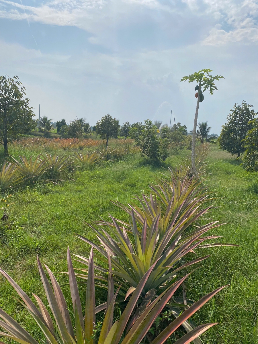 NÔNG TRẠI GIA VY FARM