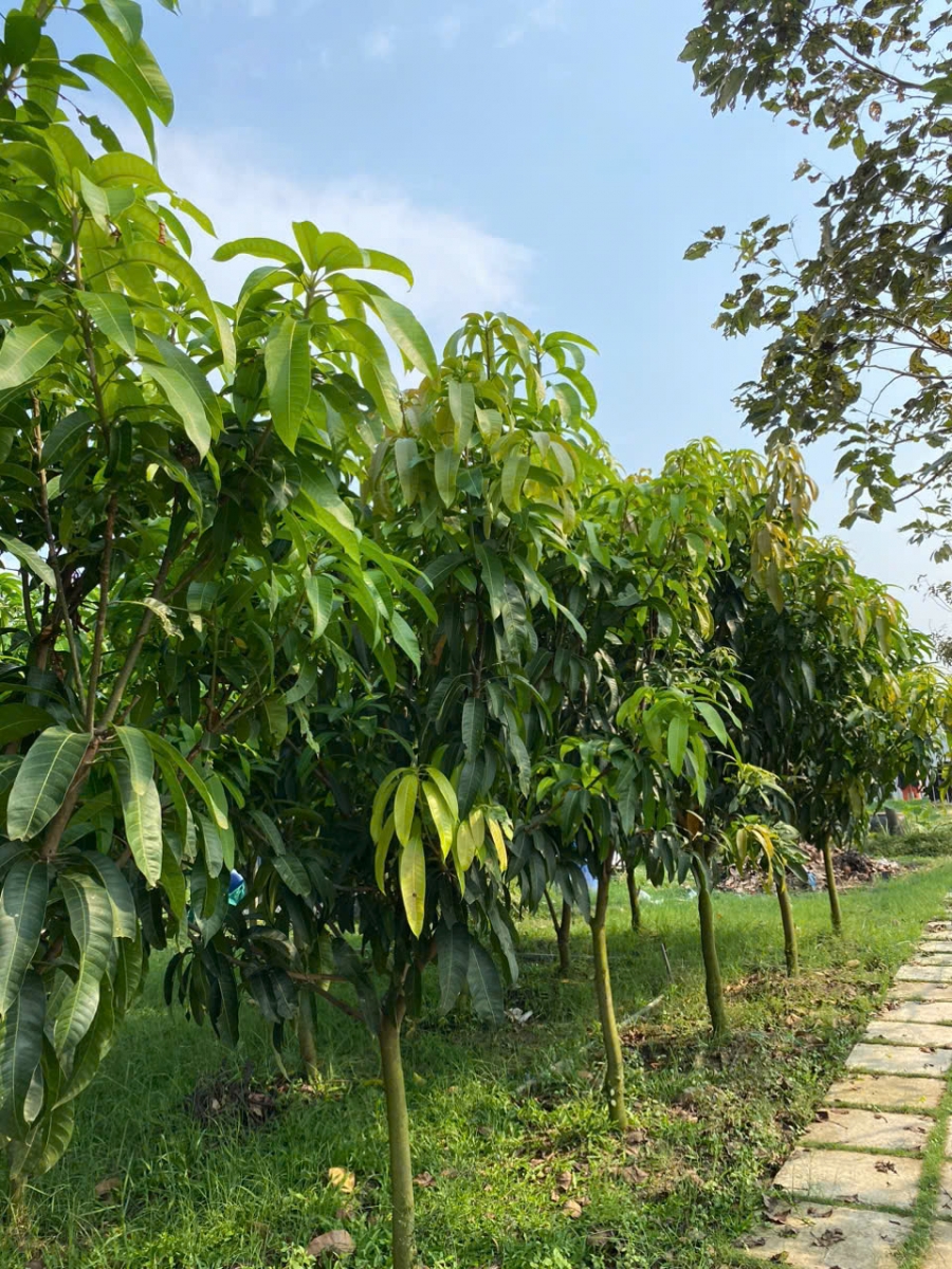 NÔNG TRẠI GIA VY FARM