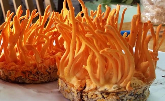 Đông trùng hạ thảo Hoàng Gia