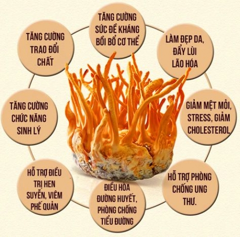 Đông trùng hạ thảo Hoàng Gia