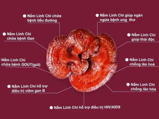 Hướng dẫn 8 cách sử dụng nấm linh chi chăm sóc sức khỏe